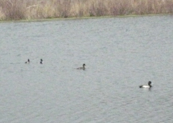 Birds!